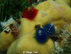 these worms are very hard to capture. Patience and techni... by Diego Tan 